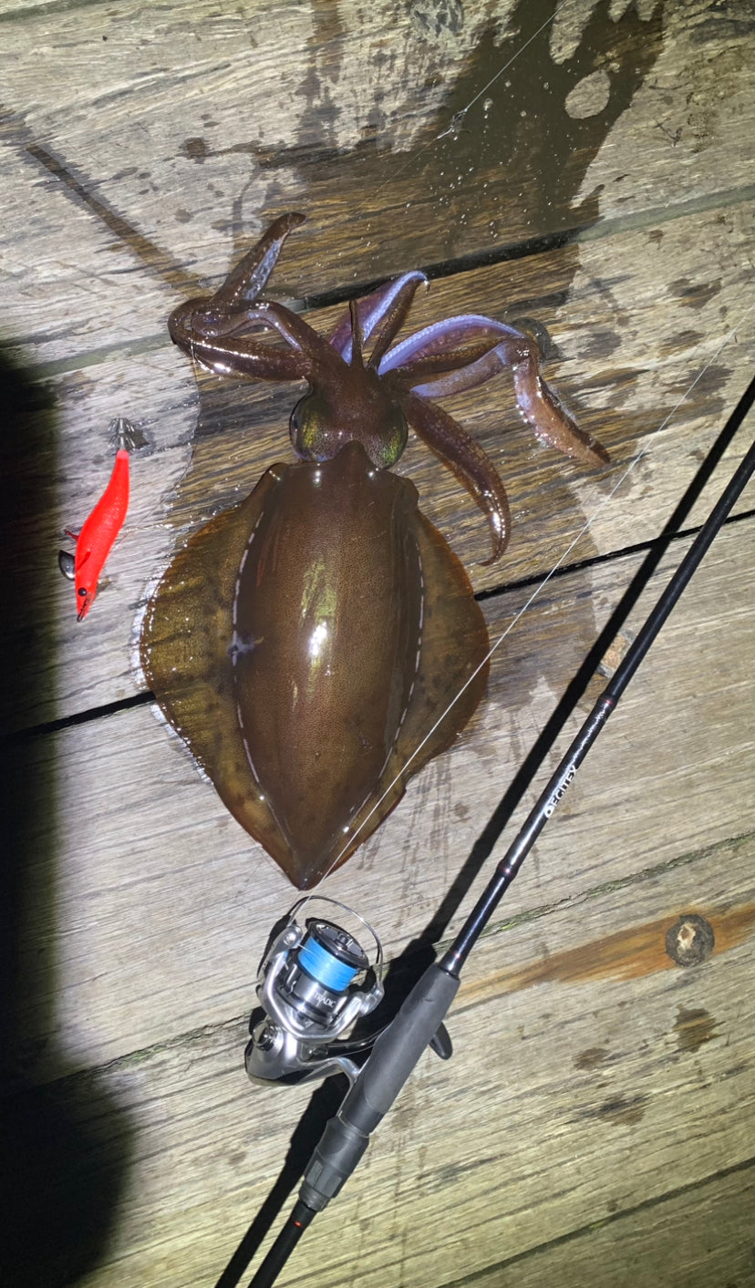 Squid Fishing at Portsea Pier on 1 July 2023